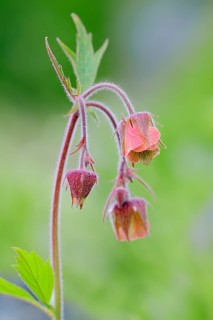 Water Avens or Purple Avens (Geum rival)