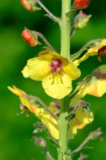 Moth Mullein (Verbascum blattaria)