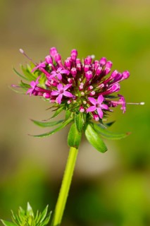Caucasian Crosswort (Phuopsis stylosa)