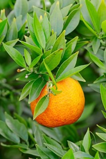 Chinotto orange (Citrus aurantium myrtifolia)