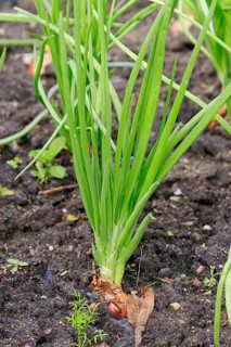 Shallot (Allium ascalonium)