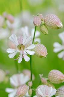 Bladder Campion (Silene vulgaris)