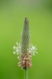 Plantain (Plantago lanceolata)