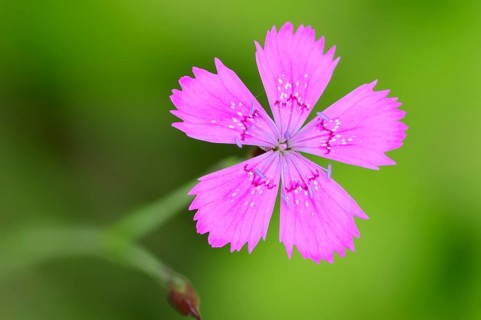 Maiden pink