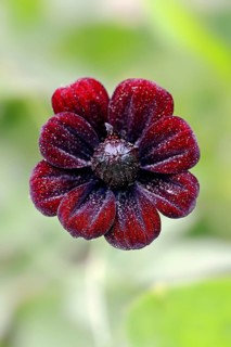 Chocolate Cosmos or Black Cosmos (Cosmos atrosanguineus)