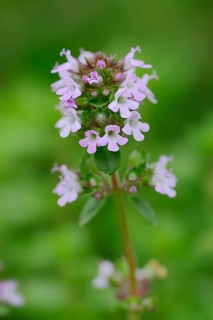 Thyme (Thymus vulgaris)