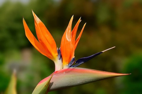 Strelitzia