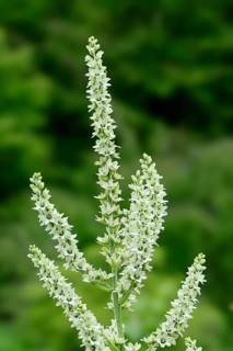 White Hellebore or False Hellebore (Veratrum album)