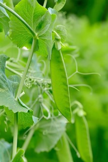 Pea