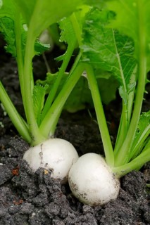 May Turnip or Navette (Brassica rapa ssp. rapa var. majalis)
