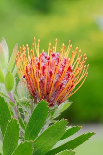 Protea or Pincushion plant