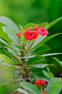 Crown of Thorns