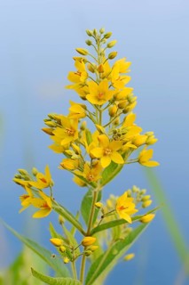 Garden Loosestrife