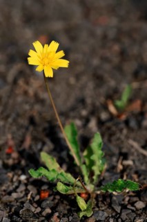 Lesser Hawkbit (Leontodon saxatilis)