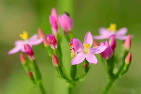 Centaury (Centaurium erythraea
