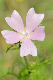 Greater Musk-mallow