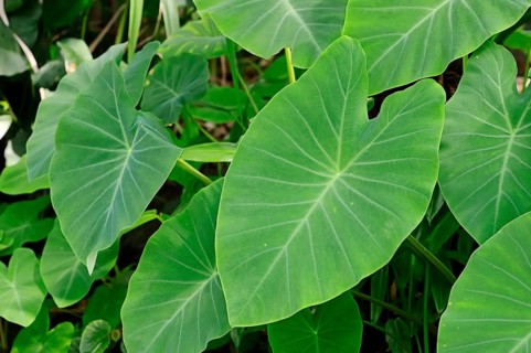 Taro