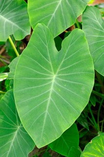 Taro