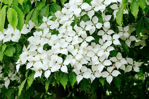 Kousa Dogwood