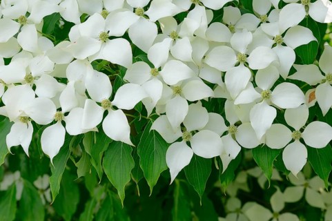 Kousa Dogwood
