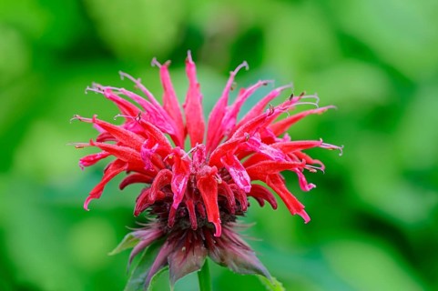Wild bergamot or Bee Balm (Monarda fistulosa
