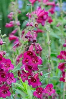 Penstemon (Penstemon hybrid)