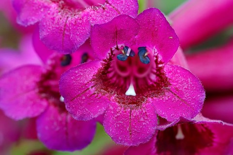 Penstemon (Penstemon hybrid)