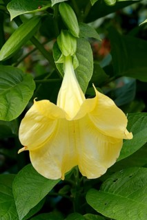 Golden Angel's Trumpet or Trumpet Tree (Brugmansia aurea)