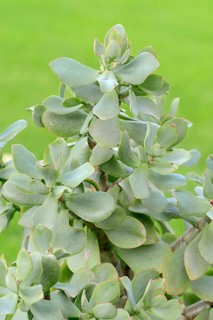 Silver-Dollar Plant