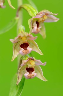 Broad-leaved helleborine (Epipactis helleborine)