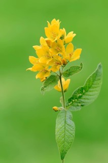 Garden Loosestrife