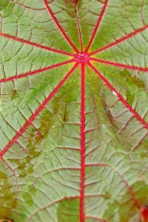 Castor Oil Plant