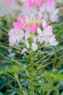 Spider Flower