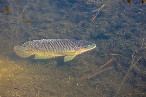 Blue Tilapia (Oreochromis aureus)