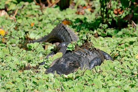 American Alligator (Alligator mississippiensis) surrounded by Water Cabbage or Water Lettuce (Pistia stratiotes)
