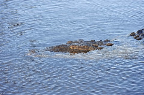 American Crocodile (Crocodylus acutus) in the water