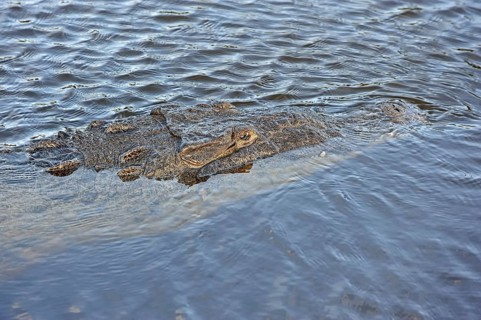 American Crocodile (Crocodylus acutus) in the water