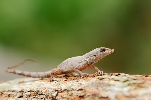 Florida Bark Anole (Anolis distichus floridanus)