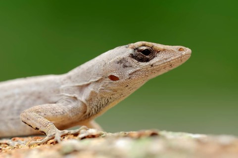 Florida Bark Anole (Anolis distichus floridanus)