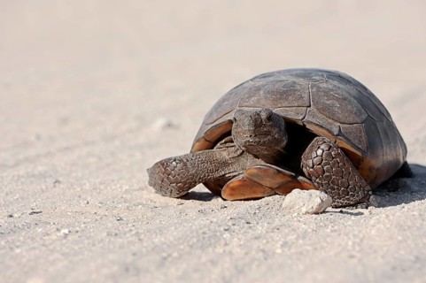 Gopher Tortoise (Gopherus polyphemus)