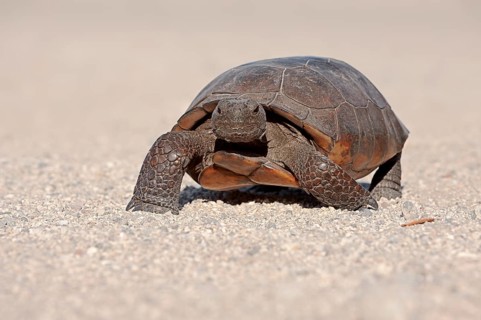 Gopher Tortoise (Gopherus polyphemus)