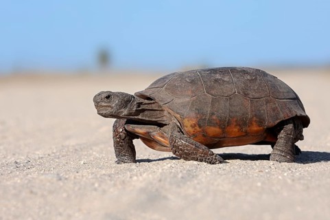 Gopher Tortoise (Gopherus polyphemus) on an unpaved road