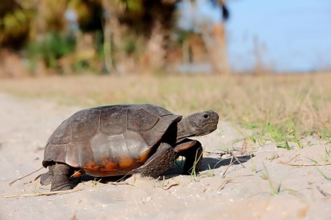 Gopher Tortoise (Gopherus polyphemus)