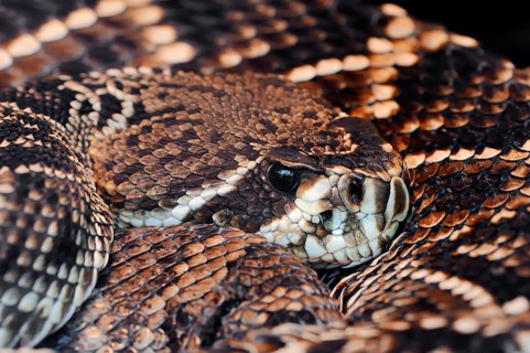 Eastern Diamond-backed Rattlesnake (Crotalus adamanteus)