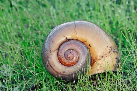 Channeled Applesnail (Pomacea canaliculata)