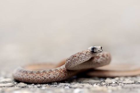 Florida Brown Snake or De Kay's Snake (Storeria dekayi victa