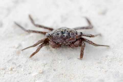 Mangrove Tree Crab (Aratus pisonii)