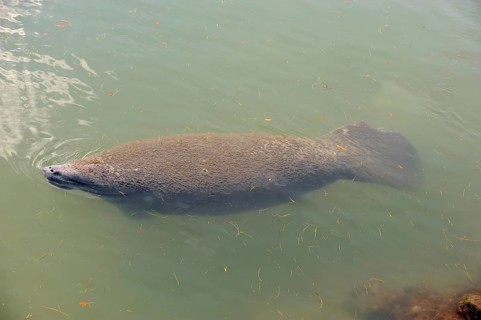 Florida Manatee (Trichechus manatus latirostris)