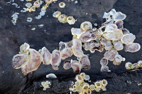 Oysters (Crassostrea sp.) and Barnacles (Balanus sp.) on driftwood