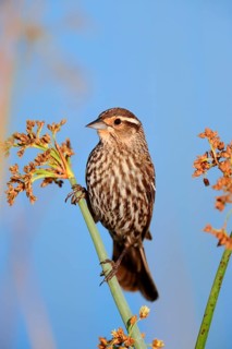 Red-winged Blackbird (Agelaius phoeniceus)